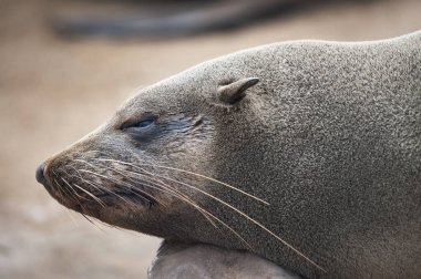 fok portresi, vahşet konsepti