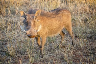 Domuza doğal yaşam alanında yakın çekim, yabanilik konsepti