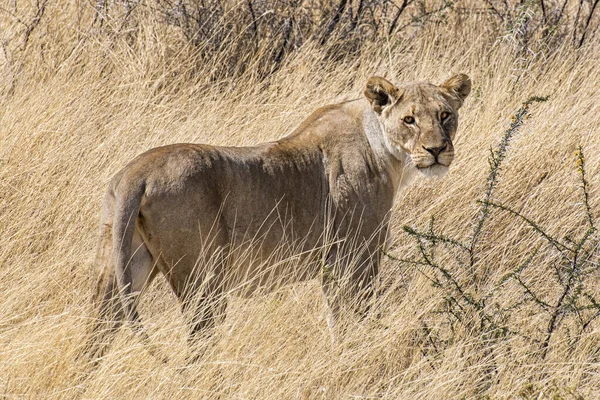 Vista Del Leone Femmina Concetto Animali Selvatici Viaggio Safari — Foto Stock