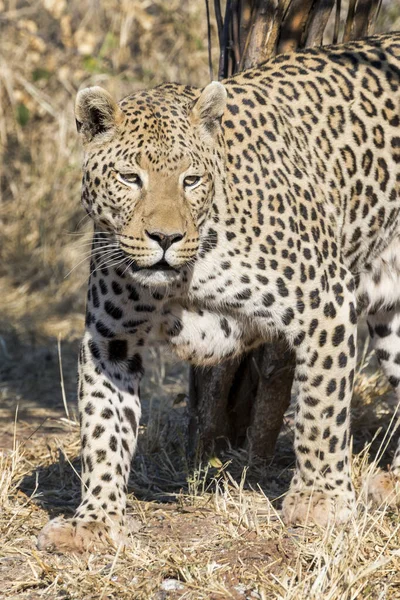 Portrait Wild Cheetah Habitat Daytime — Stock Photo, Image
