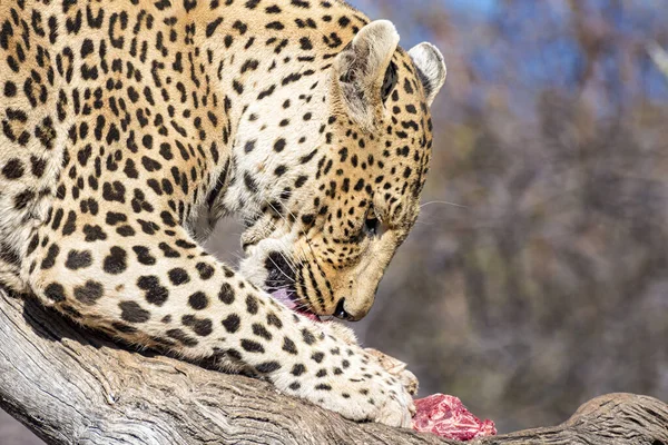 Portrait Wild Cheetah Habitat Daytime — Stock Photo, Image