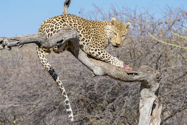 昼間に生息する野生のチーターの肖像画 — ストック写真