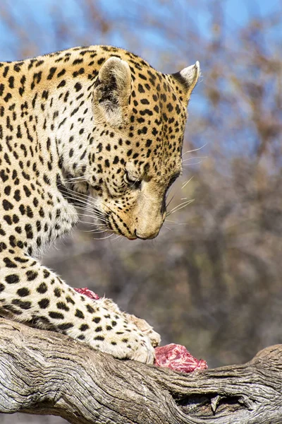 Portrait Wild Cheetah Habitat Daytime — Stock Photo, Image