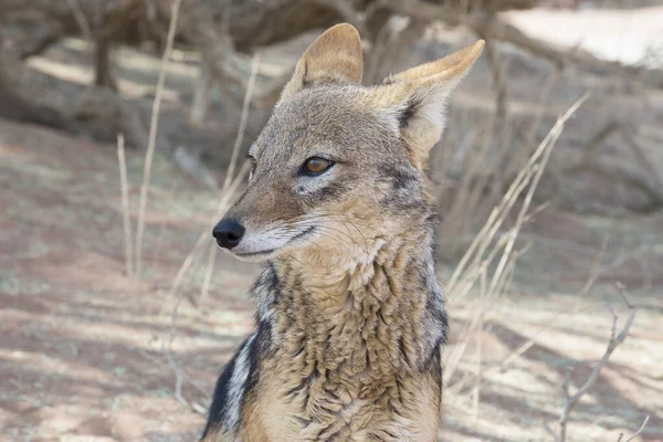 非洲狐狸在栖息地的肖像 旅游概念 — 图库照片