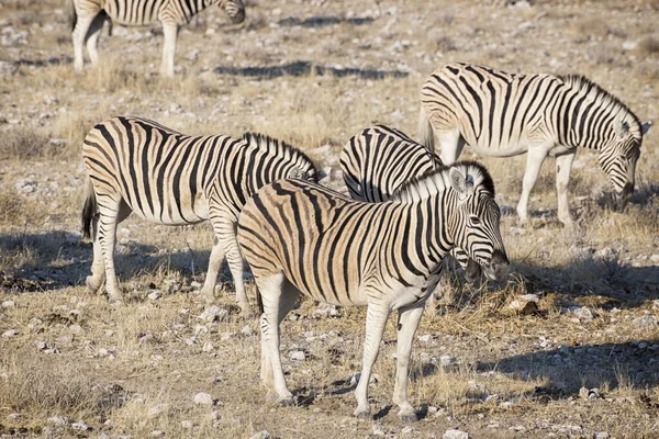 Vue Des Zèbres Africains Dans Habitat — Photo