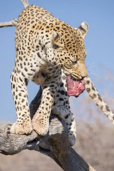 Portrait Wild Cheetah Habitat Daytime — Stock Photo, Image