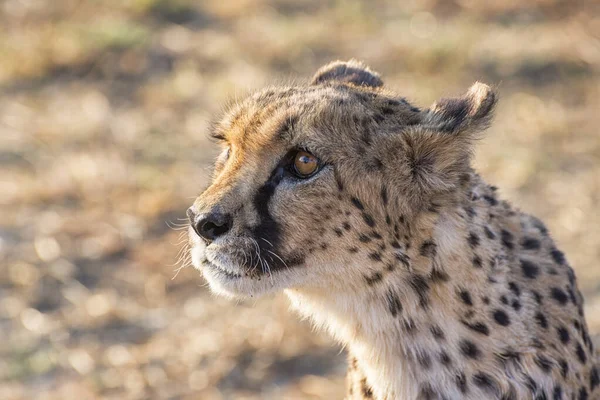 Ritratto Ghepardo Selvatico Habitat Diurno — Foto Stock