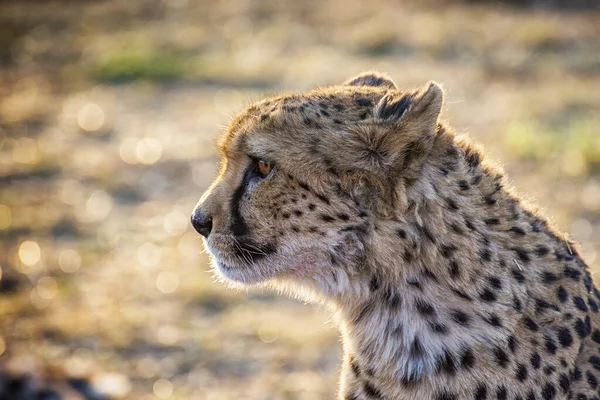 Ritratto Ghepardo Selvatico Habitat Diurno — Foto Stock