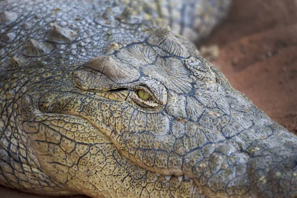 Close Crocodilo Conceito Animais Selvagens Safari Viagem — Fotografia de Stock