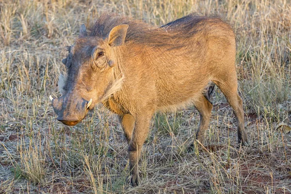 Close Wart Hog Habitat Wildness Concept — Stock Photo, Image