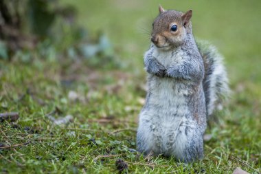 Parktaki şirin sincabı gündüz vakti kapat. 