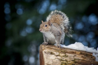 Parktaki şirin sincabı gündüz vakti kapat. 
