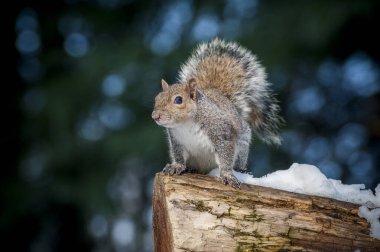 Parktaki şirin sincabı gündüz vakti kapat. 