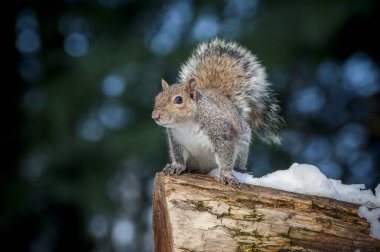 Parktaki şirin sincabı gündüz vakti kapat. 