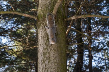 Parktaki şirin sincabı gündüz vakti kapat. 