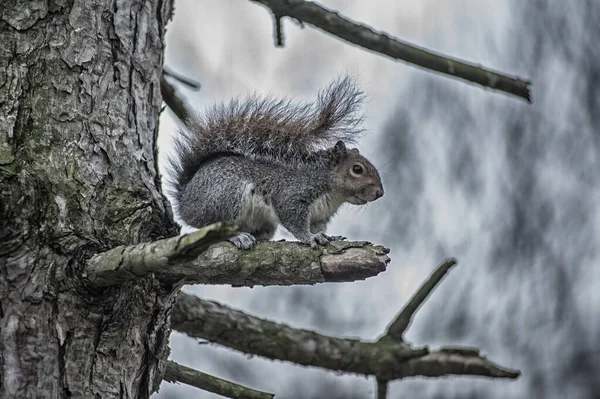 Close Cute Squirrel Park Daytime — Stock Photo, Image