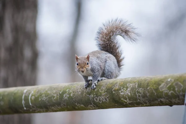 Nahaufnahme Von Niedlichen Eichhörnchen Park Tag — Stockfoto