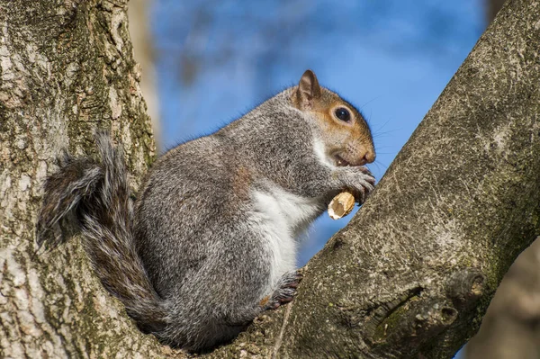 Närbild Söt Ekorre Parken Vid Dagtid — Stockfoto