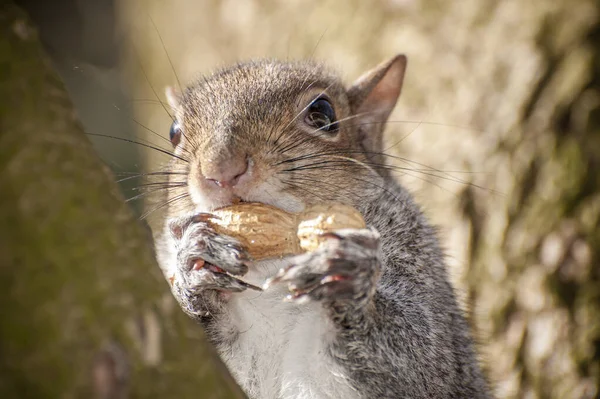 Nahaufnahme Von Niedlichen Eichhörnchen Park Tag — Stockfoto