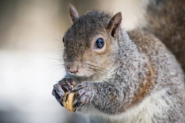 Nahaufnahme Von Niedlichen Eichhörnchen Park Tag — Stockfoto