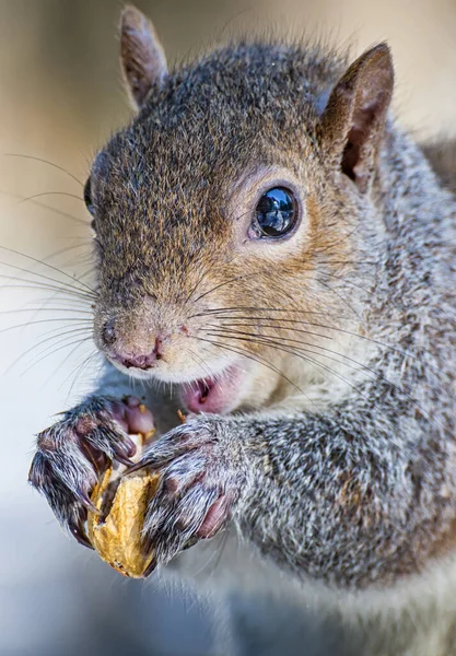 Nahaufnahme Von Niedlichen Eichhörnchen Park Tag — Stockfoto