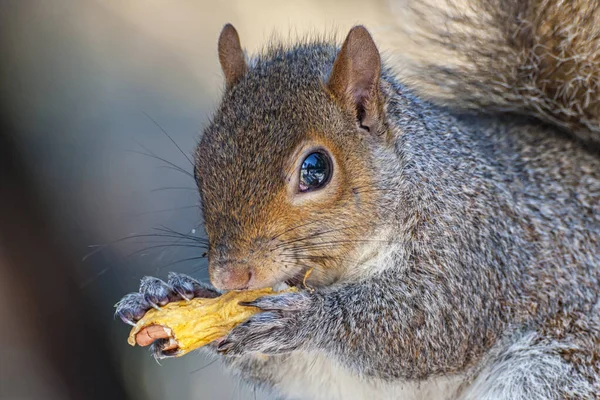 Nahaufnahme Von Niedlichen Eichhörnchen Park Tag — Stockfoto