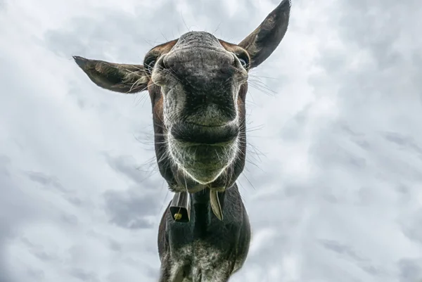 Donkey head close-up taken by downside — Stock Photo, Image