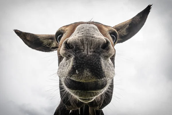 Eşek kafası yan tarafından çekilmiş.
