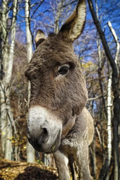 close up portrait of cute donkey head