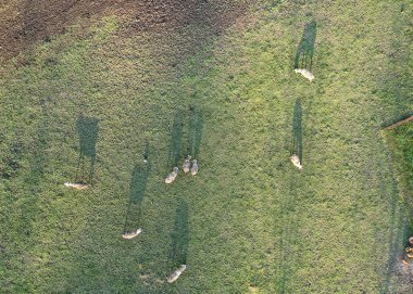 Yukarıdan bakan koyunlar