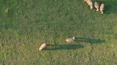 Yukarıdan bakan koyunlar