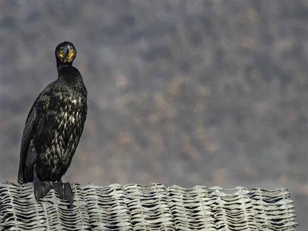 Close-up of a cormorant bird — Stock Photo, Image