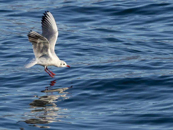 Gölde uçan martı.