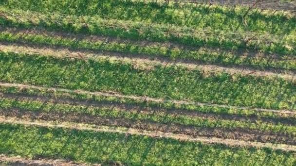 Vista Aérea Das Vinhas Estação Inverno — Vídeo de Stock