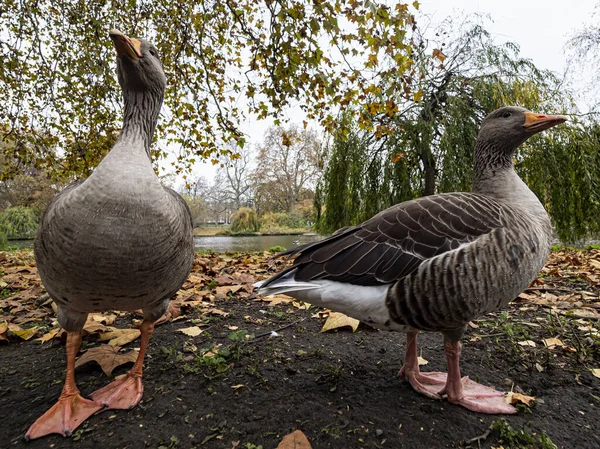 Detailní záběr na dvě husy — Stock fotografie