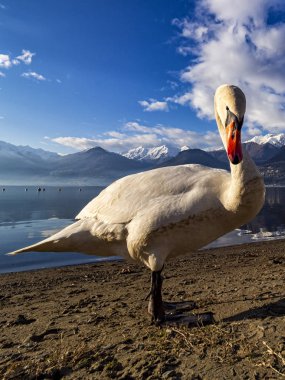 Kuğu başı göle yakın çekim Como
