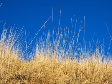 Rüzgarda kurumuş çimenler