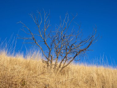 Ölü ağaç bir tepede izole edilmiş