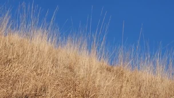 Dry Grass Wind — Stock Video