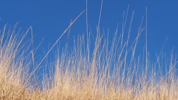 风中的干草 — 图库视频影像