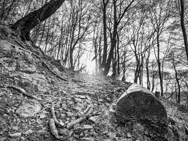 Ormandaki bir patikada yakın plan çalılar.