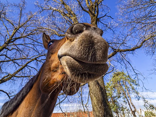 Cabeza Caballo Primer Plano Con Cara Divertida — Foto de Stock