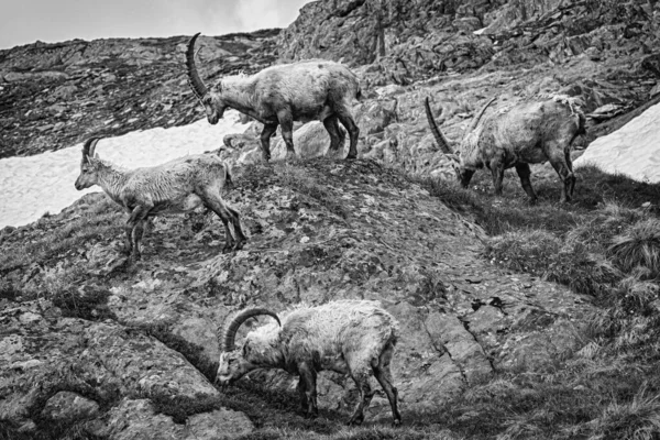 Grupo Ibex Nos Alpes — Fotografia de Stock