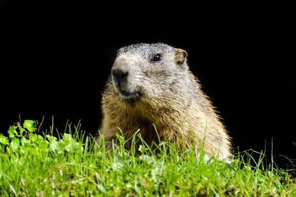 Marmot Cabeça Close Com Fundo Preto — Fotografia de Stock