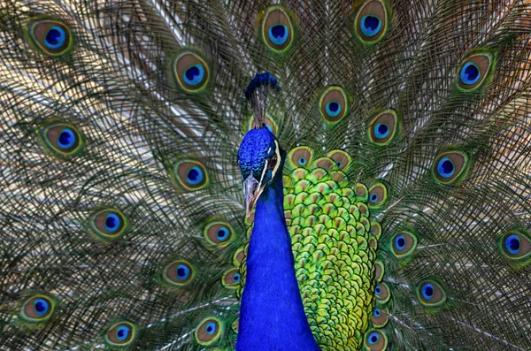 Close Peacock Its Plumage — Stock Photo, Image