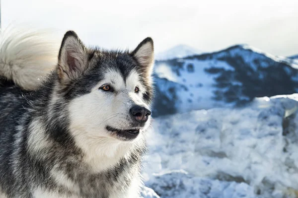 Nahaufnahme Einer Alaska Malamute — Stockfoto