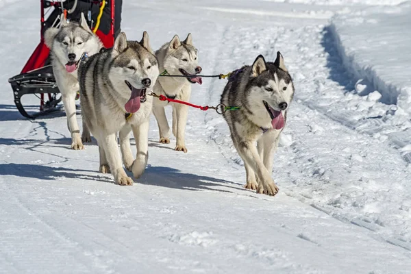 Scène Chien Traîneau Dans Les Alpes Italiennes — Photo