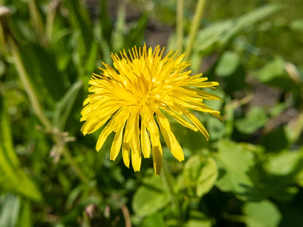 Primo Piano Fiore Dente Leone — Foto Stock