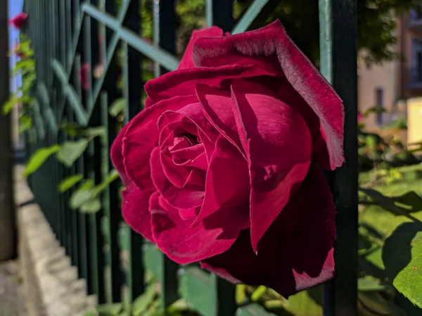 Κοντινό Πλάνο Ενός Κόκκινου Τριαντάφυλλου — Φωτογραφία Αρχείου