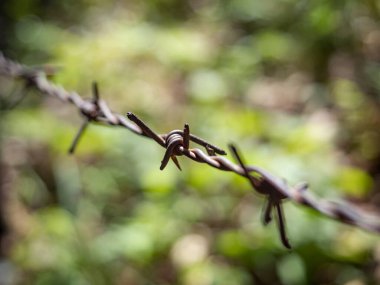 Dikenli tellere yakın çekim